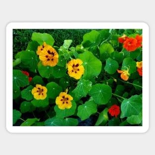 Yellow and orange nasturtiums Sticker